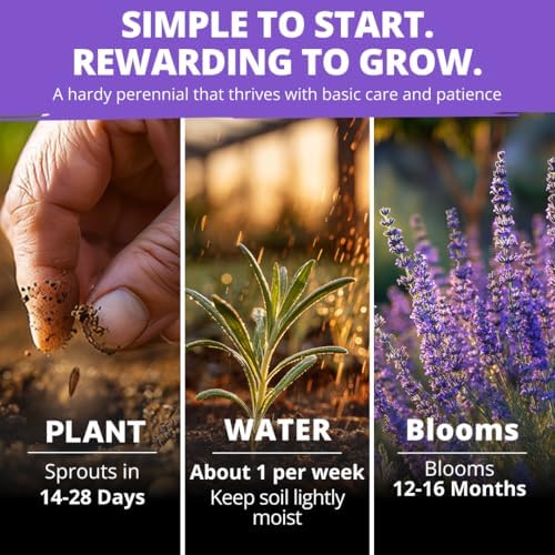 HOME GROWN English Lavender Seeds, 1,500+ Seeds, Lavandula antustifolia - Image 5