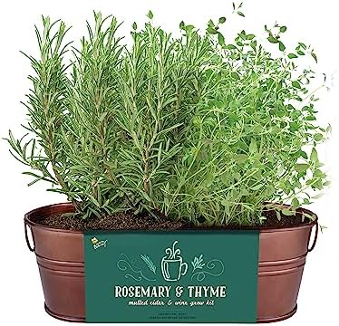 Buzzy Seeds Rosemary & Thyme Herb Grow Kit, Copper Windowsill Planter - Image 2