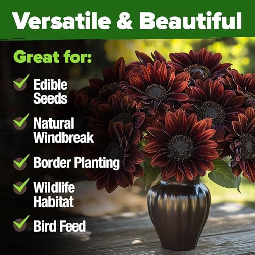 HOME GROWN Chocolate Cherry Sunflower Seeds, 75 Seeds, Helianthus annuus - Image 7