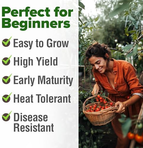 HOME GROWN Large Red Cherry Tomato Seeds, 500+ Seeds, Solanum lycopersicum - Image 4