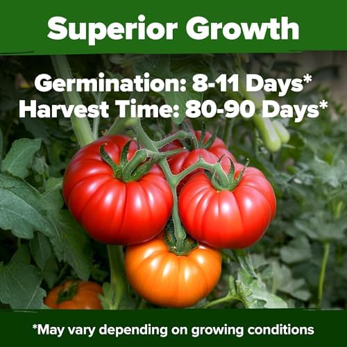 HOME GROWN Beefsteak Tomato Seeds, 300+ Seeds, Solanum lycopersicum - Image 6