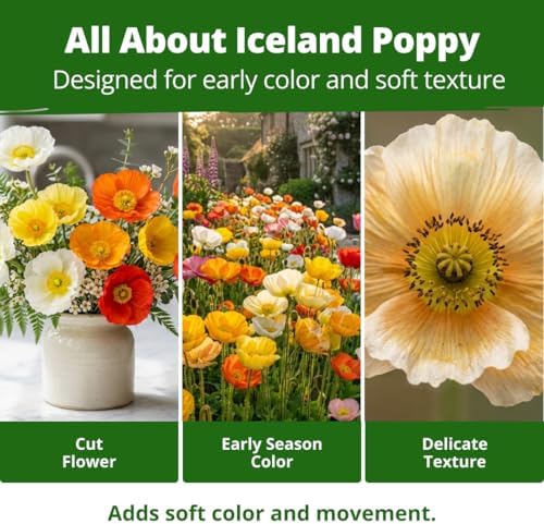 HOME GROWN Iceland Poppy 3500 Flower Seeds Papaver nudicaule - Image 4