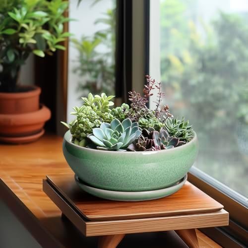 SQOWL Bonsai Planter - 8 Inch Ceramic Succulent Planters for Indoor Plants Outdoor, Shallow Round Planter with Drainage Hole and Saucer, Ceramic Bowl Planters, Home Decor, Birthday Gifts, Green - Image 4