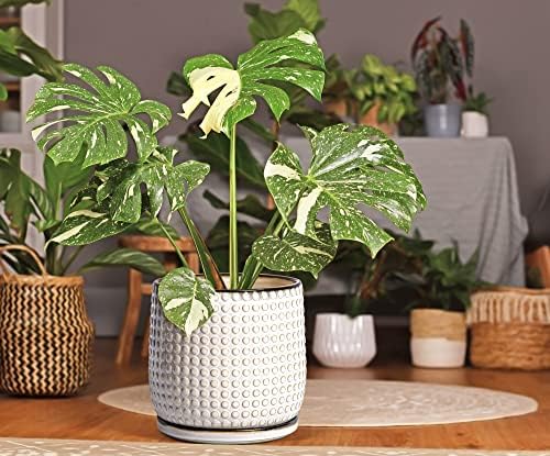 D'vine Dev Beaded Ceramic Pot with Saucer, 8 in, Smoked White, 27-C-Q-1 - Image 2
