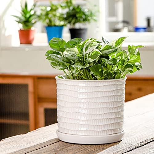 8 Inch Ceramic Planter with Drainage Hole & Bonded Saucer - Image 5