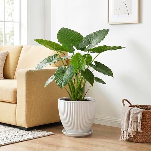 10 Inch Planter, Ceramic Plant Pots with Drainage Hole and Saucer, Modern Large Planters for Indoor Plants, Round Planter, Decorative Flower Pots, Living Room Decor, Gifts for Men Women, White - Image 4