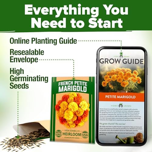 HOME GROWN Petite French Marigold Seeds, 329+ Seeds, Tagetes patula - Image 7