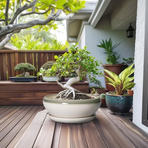 SQOWL Large Succulent Planters, 12 Inch Ceramic Bonsai Pots, Gray-Beige - Image 4