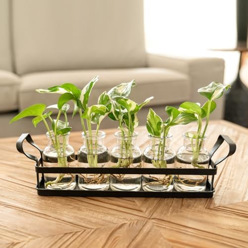 Mkono Propagation Stations, 5 Jars Desktop Glass Plant Terrarium with Stand - Image 6
