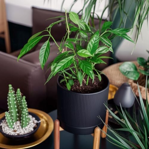 HERDUK 8 Inch Ceramic Planter with Natural Wood Stand w/Drainage & Saucer - Modern Indoor Planter for Cacti, Snake Plants & Aloe Vera Black - Image 6
