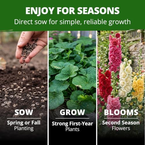 HOME GROWN Hollyhock Summer Carnival Mix 3000 Flower Seeds Alcea rosea - Image 2