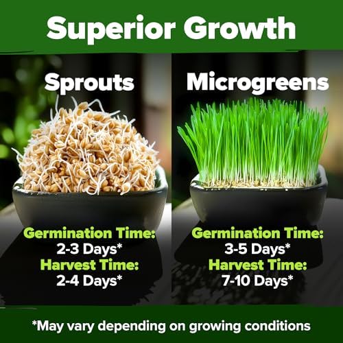 HOME GROWN Hard Red Winter Wheatgrass 12,000 Seeds 1.5 lb Triticum aestivum - Image 5