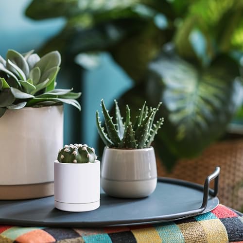 D'vine Dev 3.5 Inch Ceramic Planter Pot, White, 94-O-A-1 - Image 5