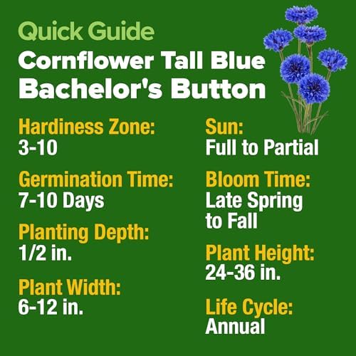HOME GROWN Bachelor Button Seeds, Tall Blue, 6,000 Seeds, Centaurea cyanus - Image 3