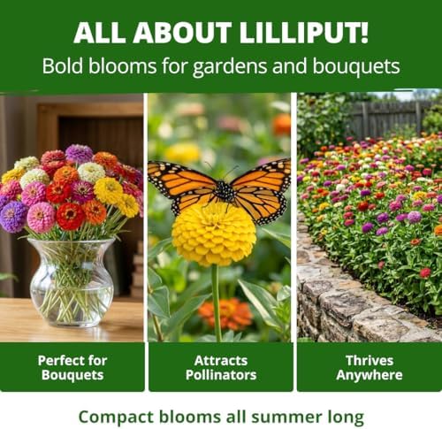 HOME GROWN Lilliput Mix Zinnia 8450 Flower Seeds Zinnia elegans - Image 4