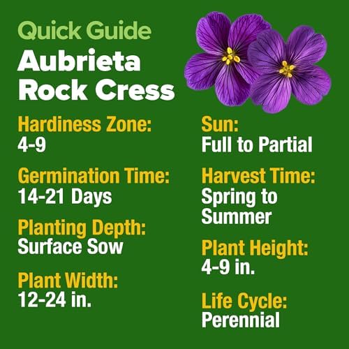 HOME GROWN Aubrieta Rock Cress Purple Seeds, 300 Seeds, Aubrieta deltoidea - Image 5