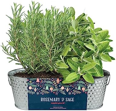 Buzzy Seeds Rosemary & Sage Herb Grow Kit, Metal Windowsill Planter - Image 2