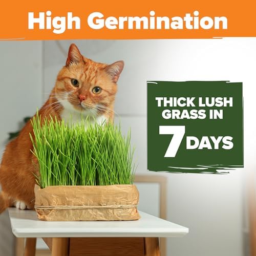 HOME GROWN Indoor Cat Grass Refill 3,200+ Seeds Cat Grass Kit Replacement - Image 4