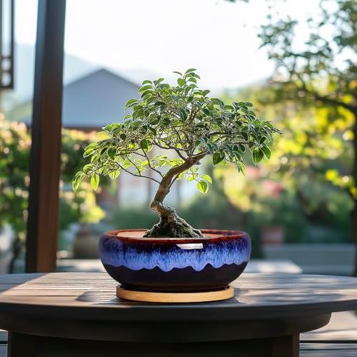 SQOWL 7 Inch Round Ceramic Succulent Planter Pot Drip Glazed Shallow Planter with Drainage Bamboo Tray for Indoor Plants - Image 7