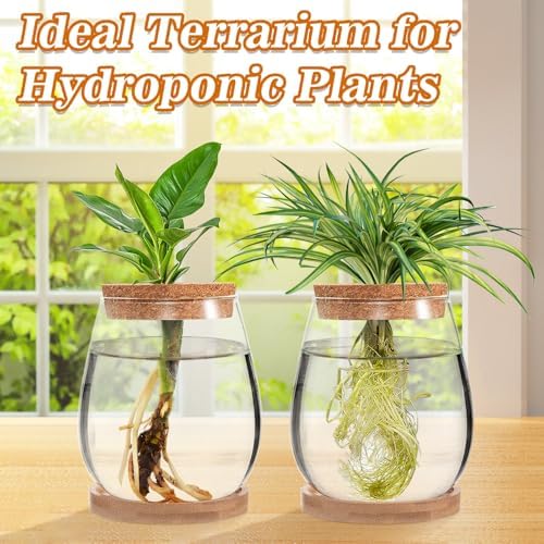 Biggun 2 Pcs Glass Plants Propagation Stations for Home Office Decor - Image 4