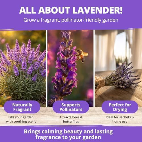 HOME GROWN English Lavender Seeds, 1,500+ Seeds, Lavandula antustifolia - Image 6