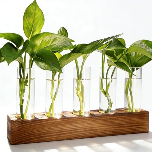 Renmxj Plant Propagation Station, Plant Terrarium with Wooden Stand by Renmxj