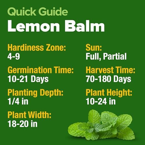 HOME GROWN Lemon Balm Seeds, 403 Seeds, Melissa officinalis - Image 5