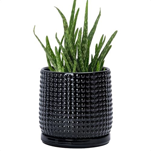 D'vine Dev Beaded Ceramic Pot with Saucer, 6 in, Glossy Black, 27-C-X-2 by DvineDevPlanterPotsandStand