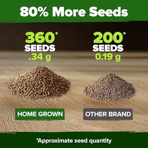 HOME GROWN Culantro Seeds, 360 Seeds, Eryngium foetidum - Image 3