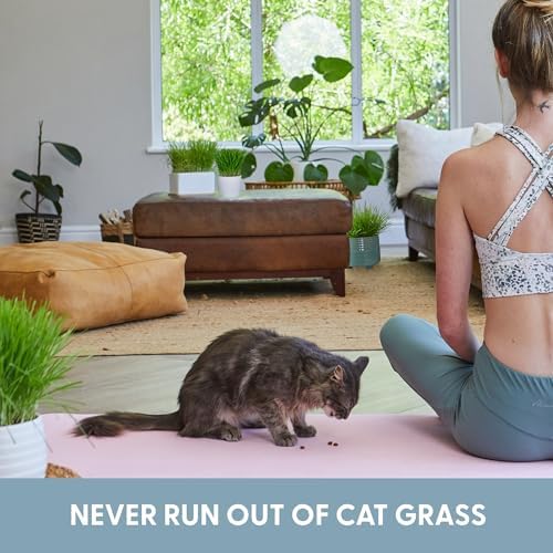 The Cat Ladies Cat Grass for Indoor Cats - Growing Kit - Organic Cat Grass Seeds, Soil and BPA Free Containers (Non GMO) - Locally Sourced Seeds! (3 Pack) - Image 6