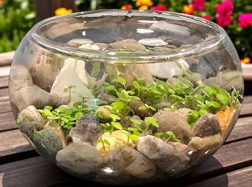 Mini WaterPlants - Create Your Own Soothing Aquasacape Starter Kit, Indoor Plant Glass Globe Terrariums with Complete Supplies, Just Add Water, 1-Pack - Image 2