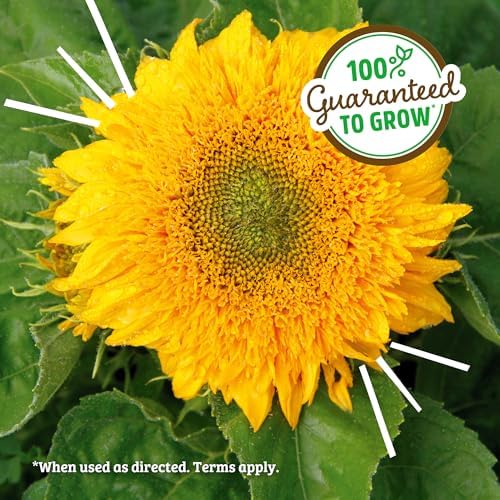 Back to the Roots Sunflower Organic Windowsill Planter Kit - Grows Year Round, Includes Everything Needed for Planting - Image 4