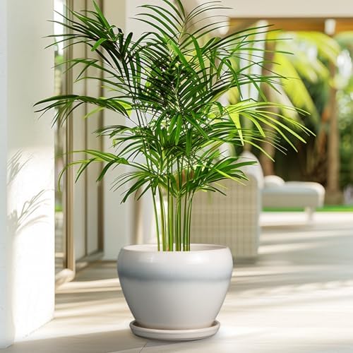 Ceramicfor Ceramic Planter - 8 Inch Plant Pot with Drainage Hole and Saucer, Glaze Round Flower Pot for Home Garden Patio Office, White - Image 5