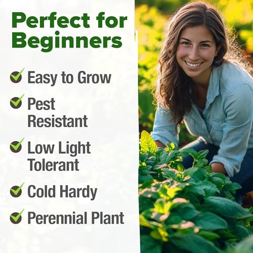 HOME GROWN Peppermint Seeds, 2,370 Seeds, Mentha x piperita - Image 4