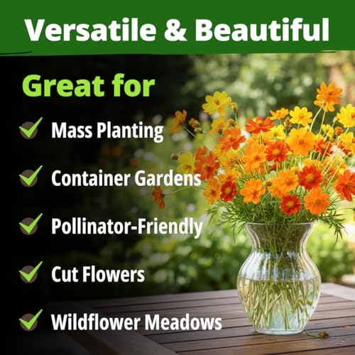 HOME GROWN Cosmos Bright Lights Mix 5000 Flower Seeds Cosmos sulphureus - Image 6