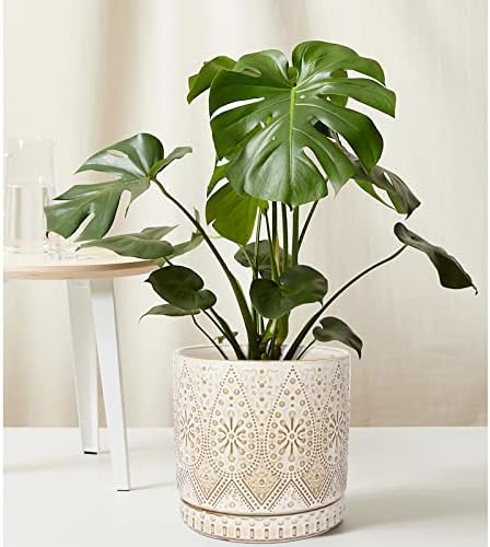 8 Inch Indoor Plant Pot with Drainage Holes and Saucers, Ceramic Planter for Plants, Succulent Orchid Flower Pots - Image 7