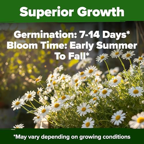HOME GROWN German Chamomile Seeds, 2,280 Seeds, Matricaria chamomilla - Image 6