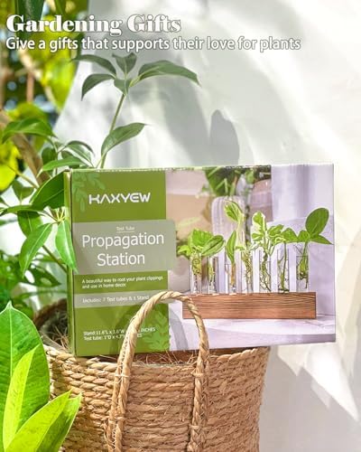 KAXYEW Plant Terrarium with Wooden Stand, Plant Propagation Tubes, 7 Test Tubes Glass Planter for Hydroponic Plant Cuttings Home Office Décor - Image 6