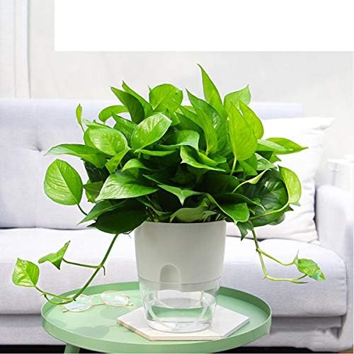Vanavazon 6 Inch Self Watering Pots for Indoor Plants African Violet Pots - Image 6
