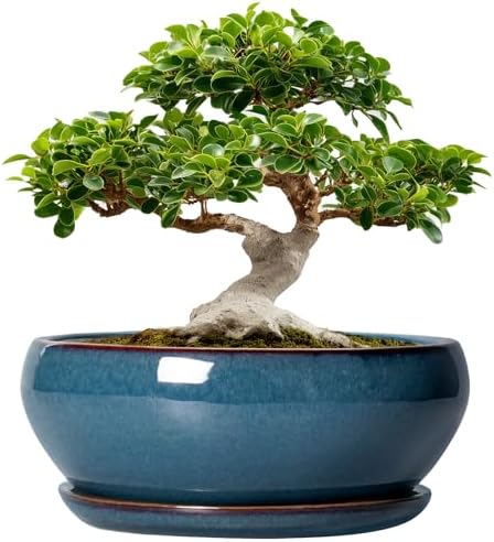 SQOWL Bonsai Tree Pots - 12 Inch Ceramic Succulent Pots, Large Shallow Planter with Drainage Hole and Saucer, Bowl Round Planters for Indoor Outdoor Plants, House Decor, House Warming Gifts, Blue by SQOWL