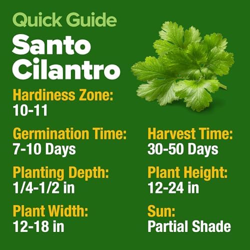 HOME GROWN Santo Cilantro Coriander Seeds, 500+ Seeds - Image 5