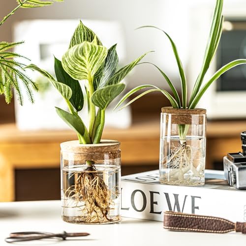 Glass Propagation Stations for Plants -Desktop Flower Vases,Propagation Flower Vases Set – 2 Large & 2 Small for Plant Cuttings，for Living Room, Bedroom Decoration,Home,Office Decor (8) - Image 6