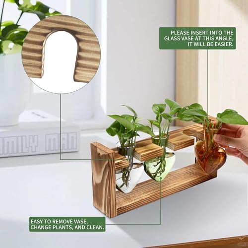 Plant Terrarium Propagation Stations Hydroponics - Image 2