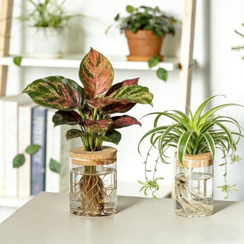 Dahey 4Pcs Glass Plant Propagation Station, 2 Large Vases & 2 Small Pots - Image 4