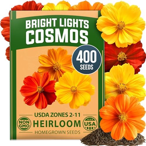 HOME GROWN Cosmos Bright Lights Mix 400 Flower Seeds Cosmos sulphureus by HOMEGROWN