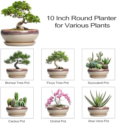 SQOWL Bonsai Tree Pots - 10 Inch Ceramic Succulent Pots, Round Shallow Planter with Drainage Hole and Tray, Bowl Planter for Indoor Outdoor Plants Flowers, Room Decor, Garden Gifts, Beige - Image 7