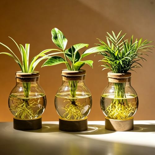 Propagation Stations, Plant Propagation Station with Light Base, Glass Propagation Vases, Hydroponic Vase for Plants, Glass Terrarium for Home Office Windowsill Tabletop Decoration (3) by JGKYLDZ