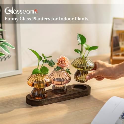 Glasseam Mushroom Plant Propagation Station: 3 Pcs Glass Terrarium Jar - Image 2