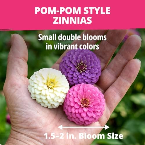 HOME GROWN Zinnia Seeds, Lilliput Mix, 600 Seeds, Zinnia elegans - Image 3