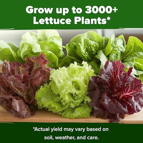 HOME GROWN Lettuce Seeds 5 Variety Mix 3950+ Bulk Pack (Lactuca Sativa) - Image 6